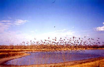 plentiful birds insure a good hunt